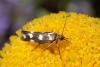 Scythris scopolella